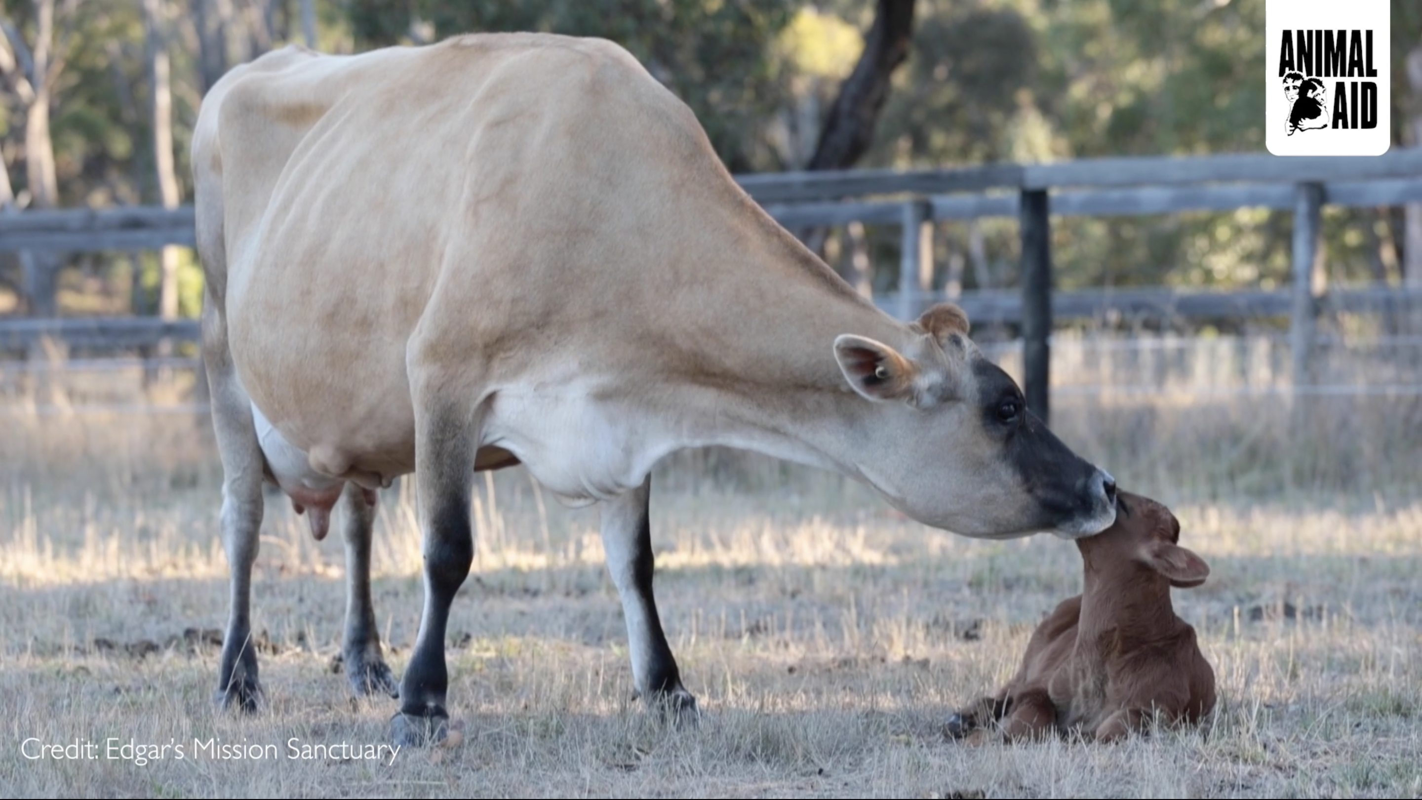 Screen Shot 2023 03 17 at 10.00.56 Motherhood and the dairy industry