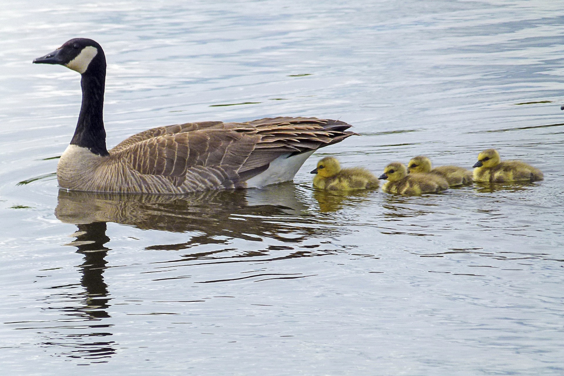 Canada goose followed by goslings, swimming on water