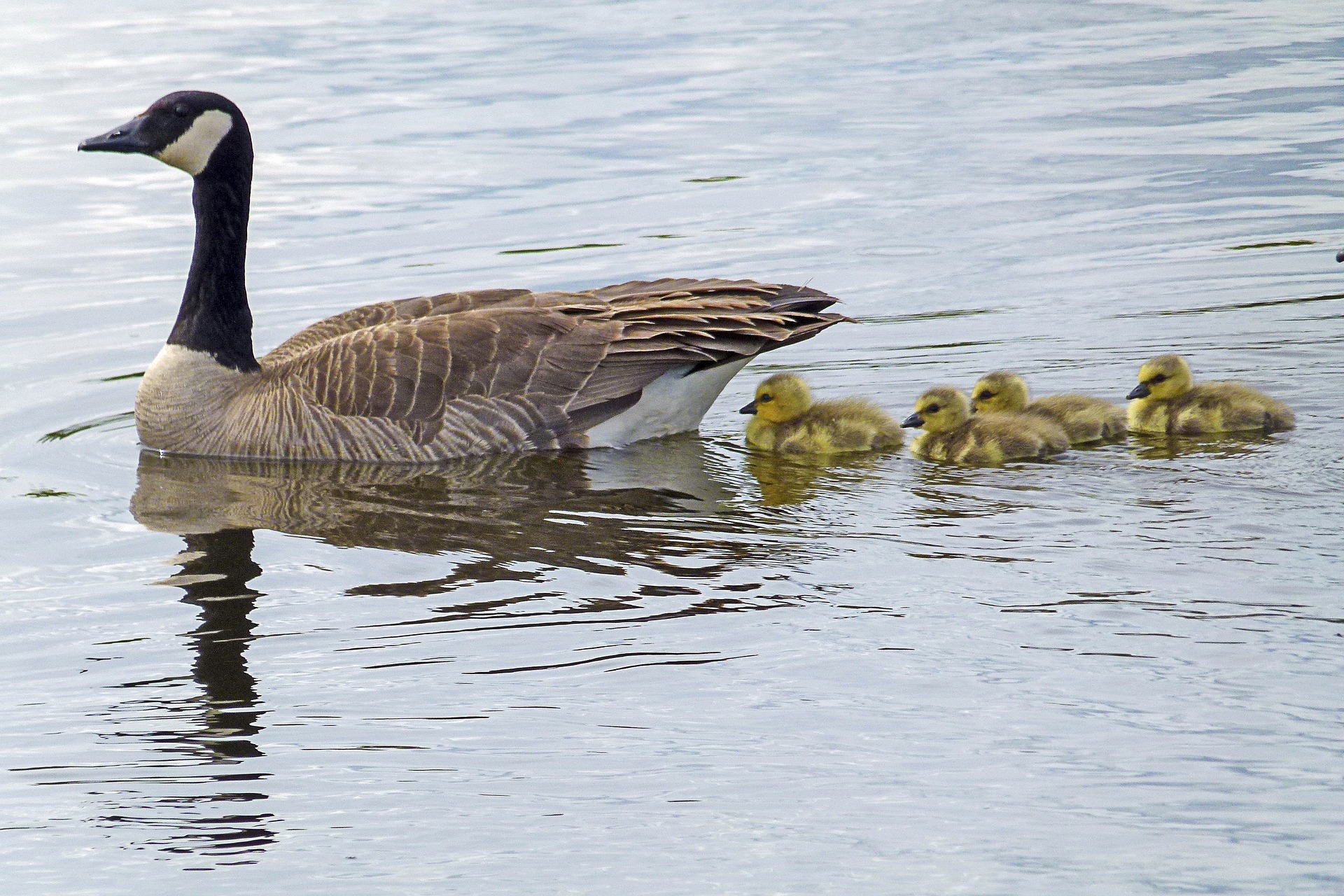 Canada goose with goslings