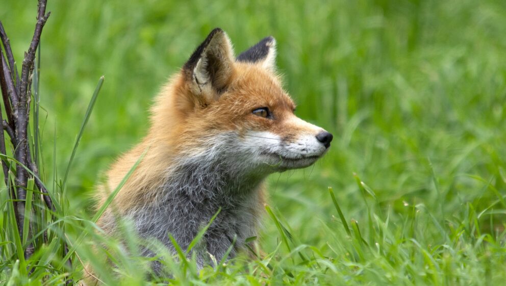 fox in grass