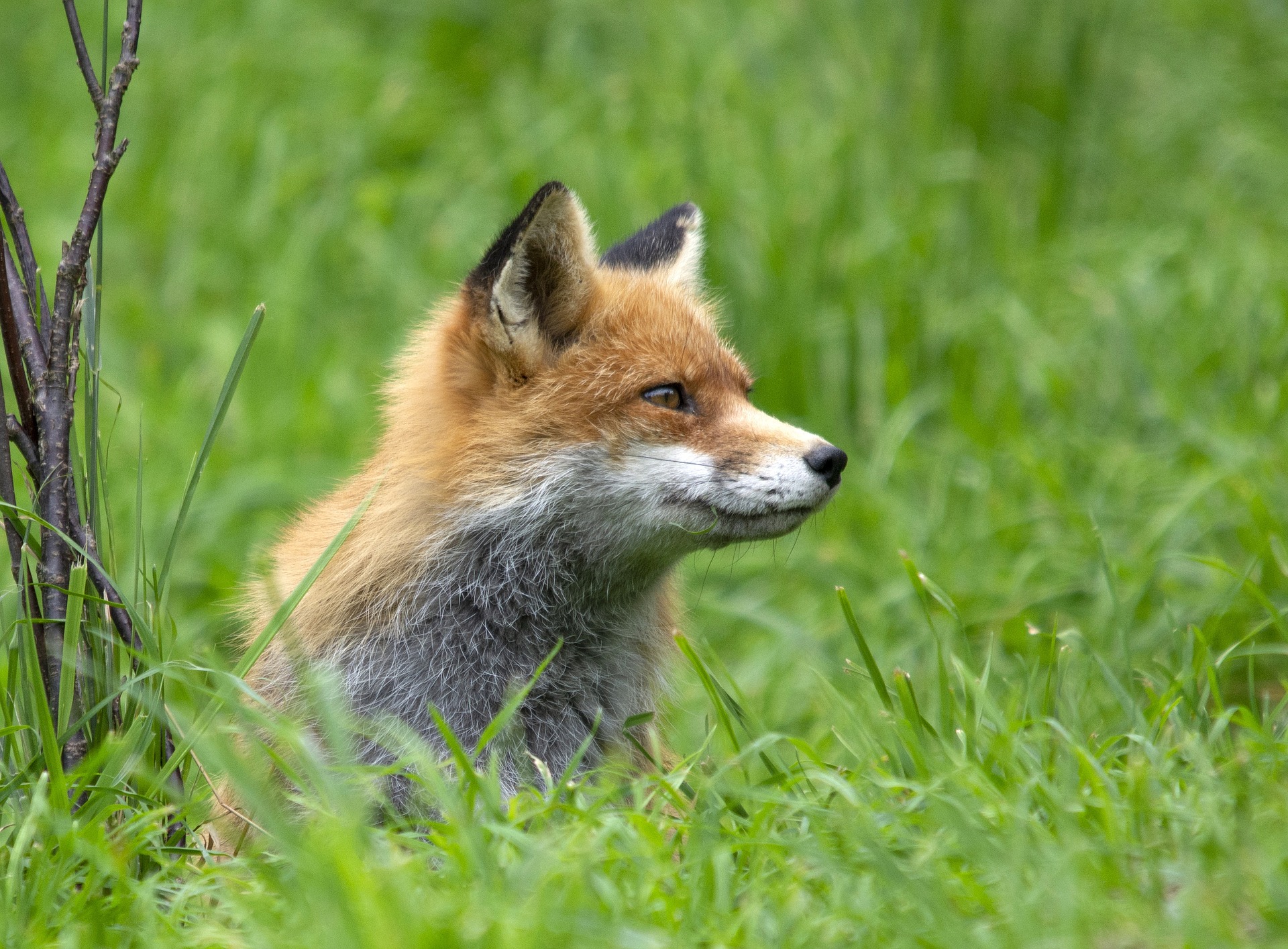 fox in grass