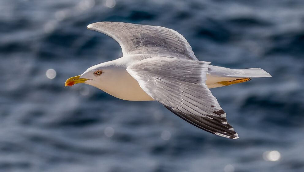 gull flying over water
