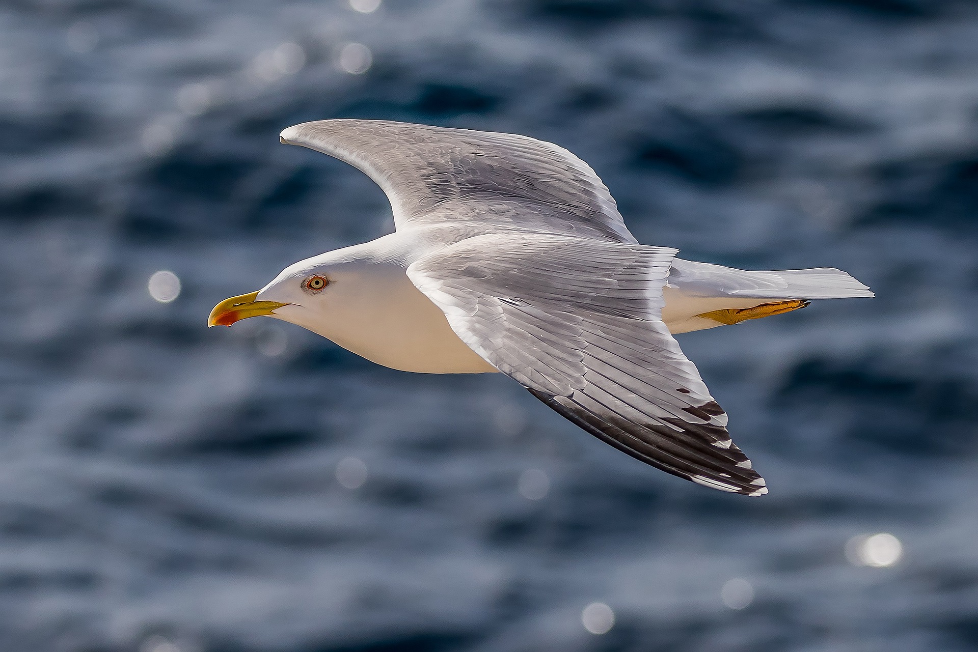 gull flying over water