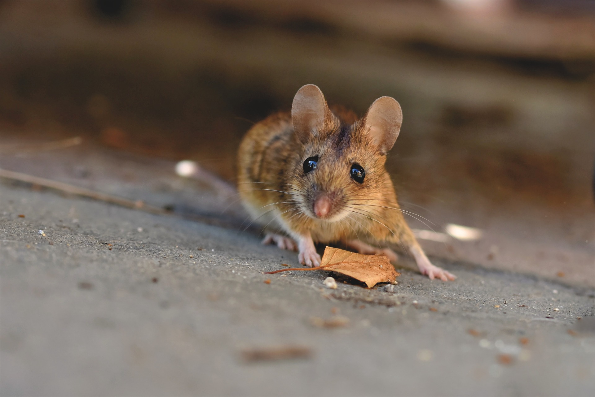 house mouse looking at camera