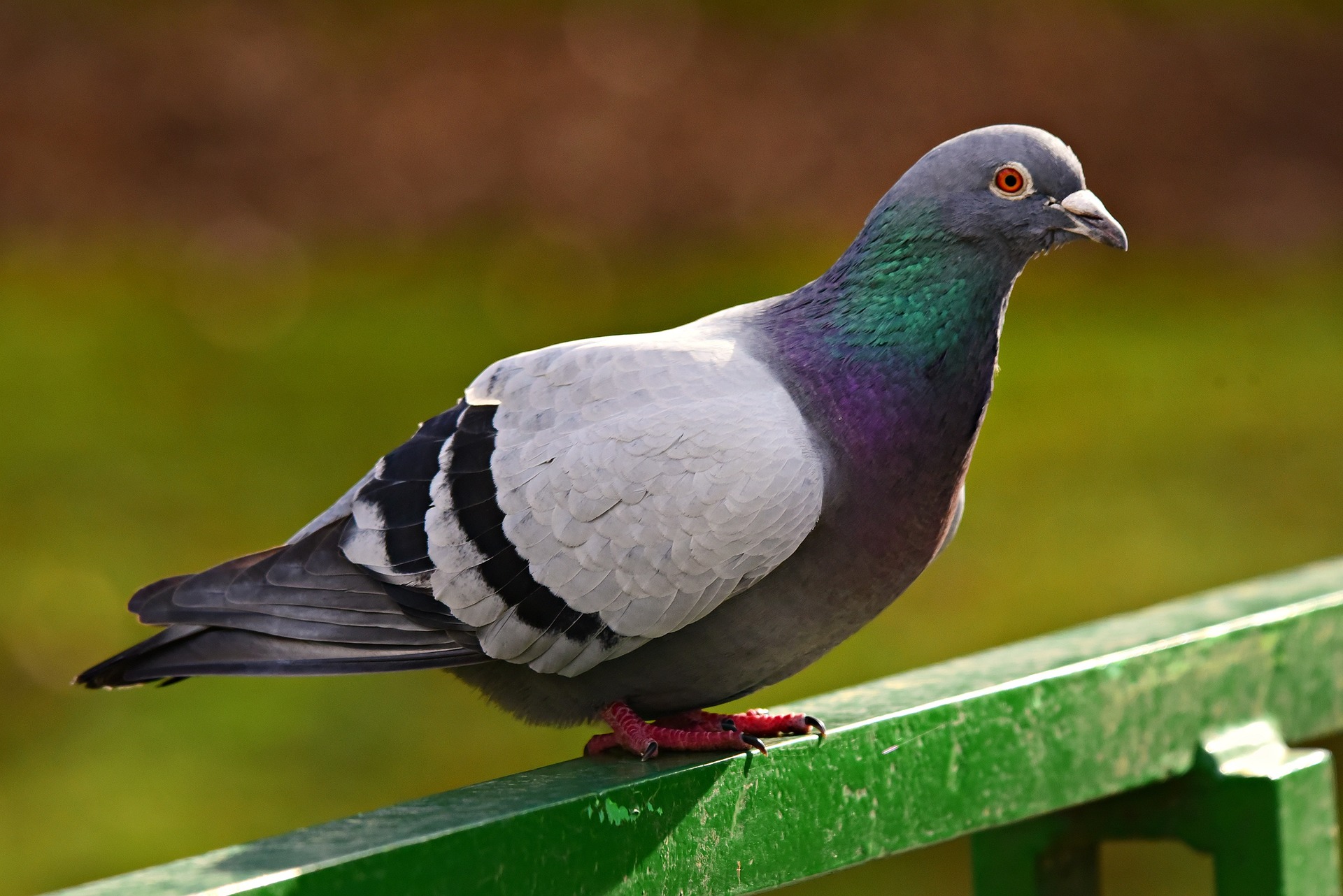 pigeon standing on green railing