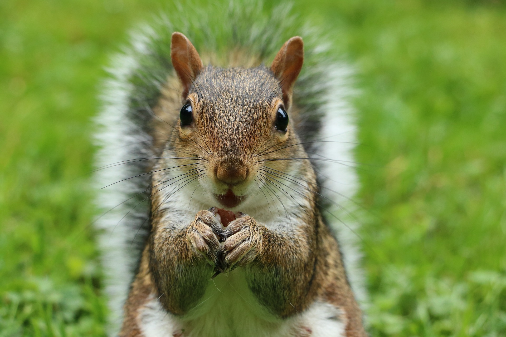 grey squirrel holding a nut looking at the camera