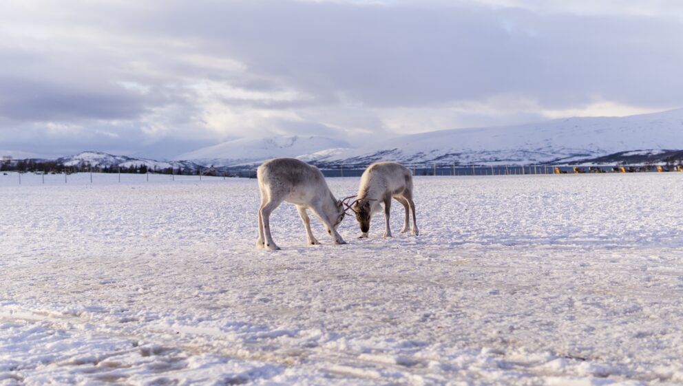 reindeer in the snow