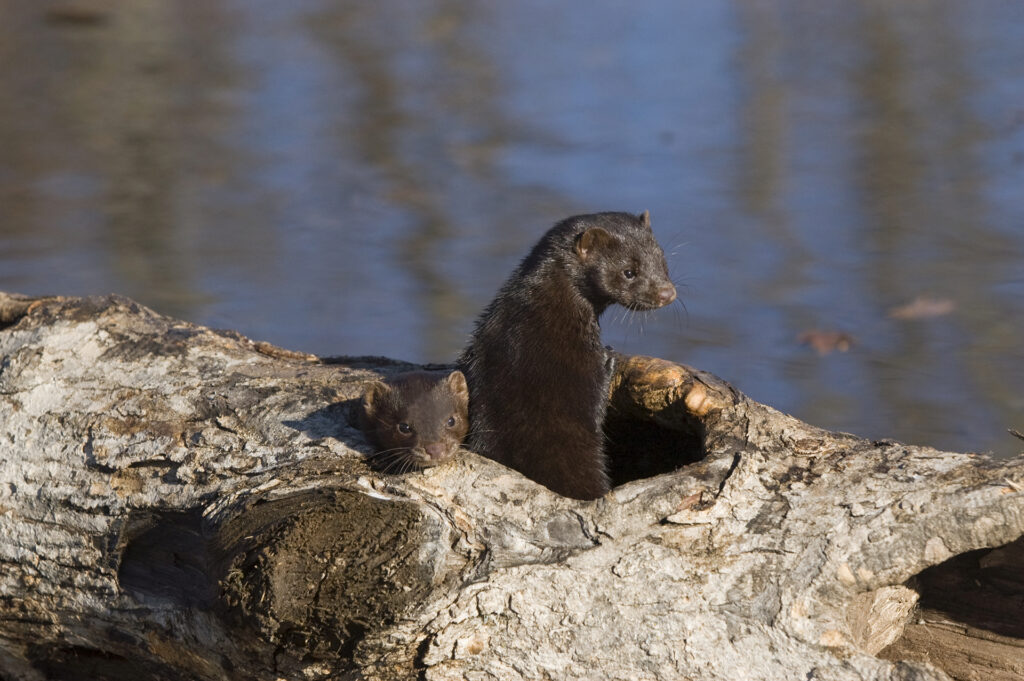mink istock Waterlife Recovery Trust to exterminate American mink by trapping and shooting