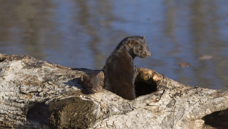 American mink