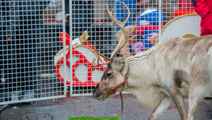 A reindeer at a festive event.