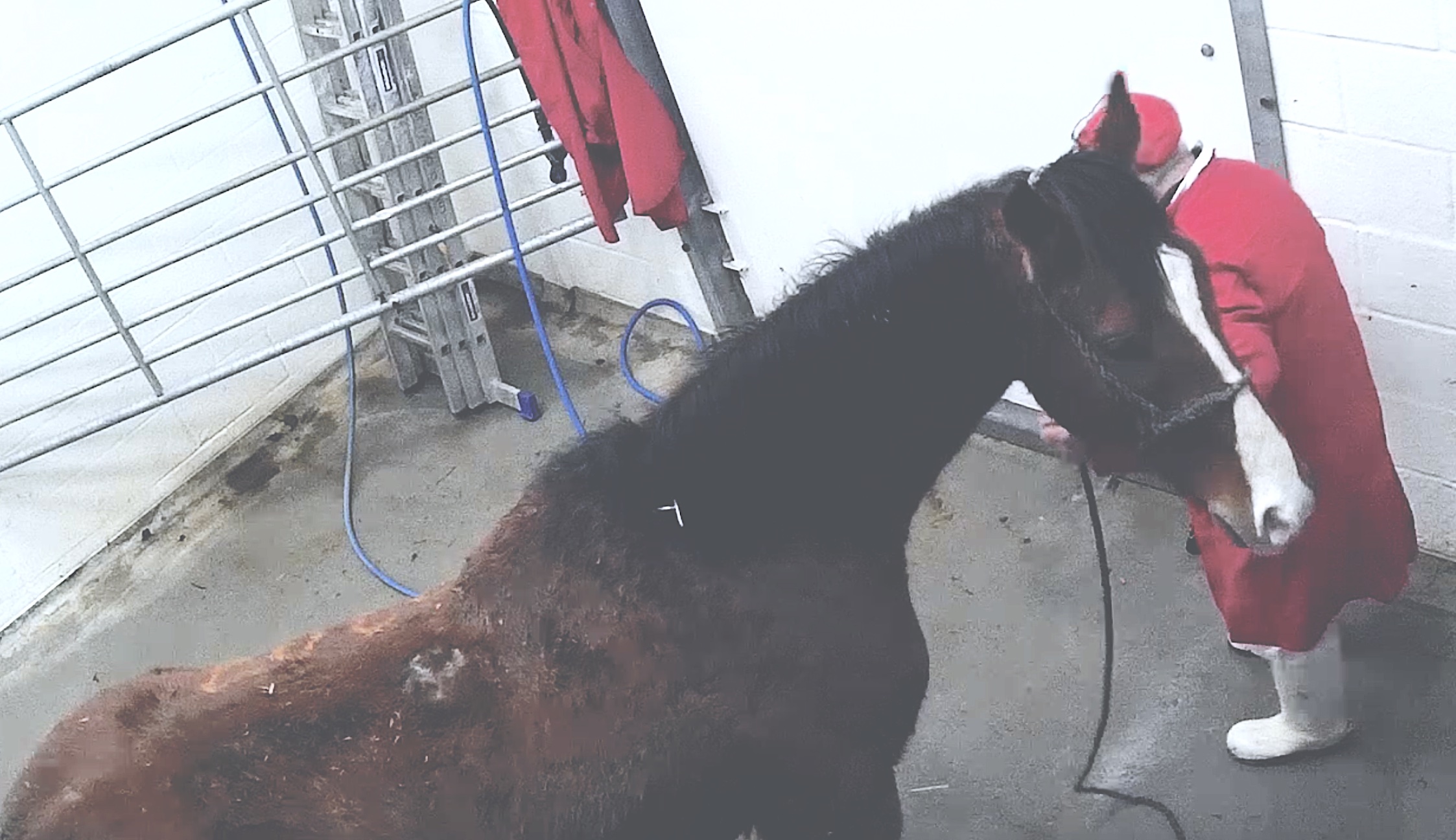 a race horse in a slaughterhouse