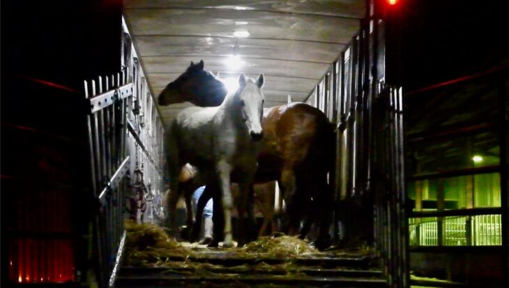Horses being sent to slaughter
