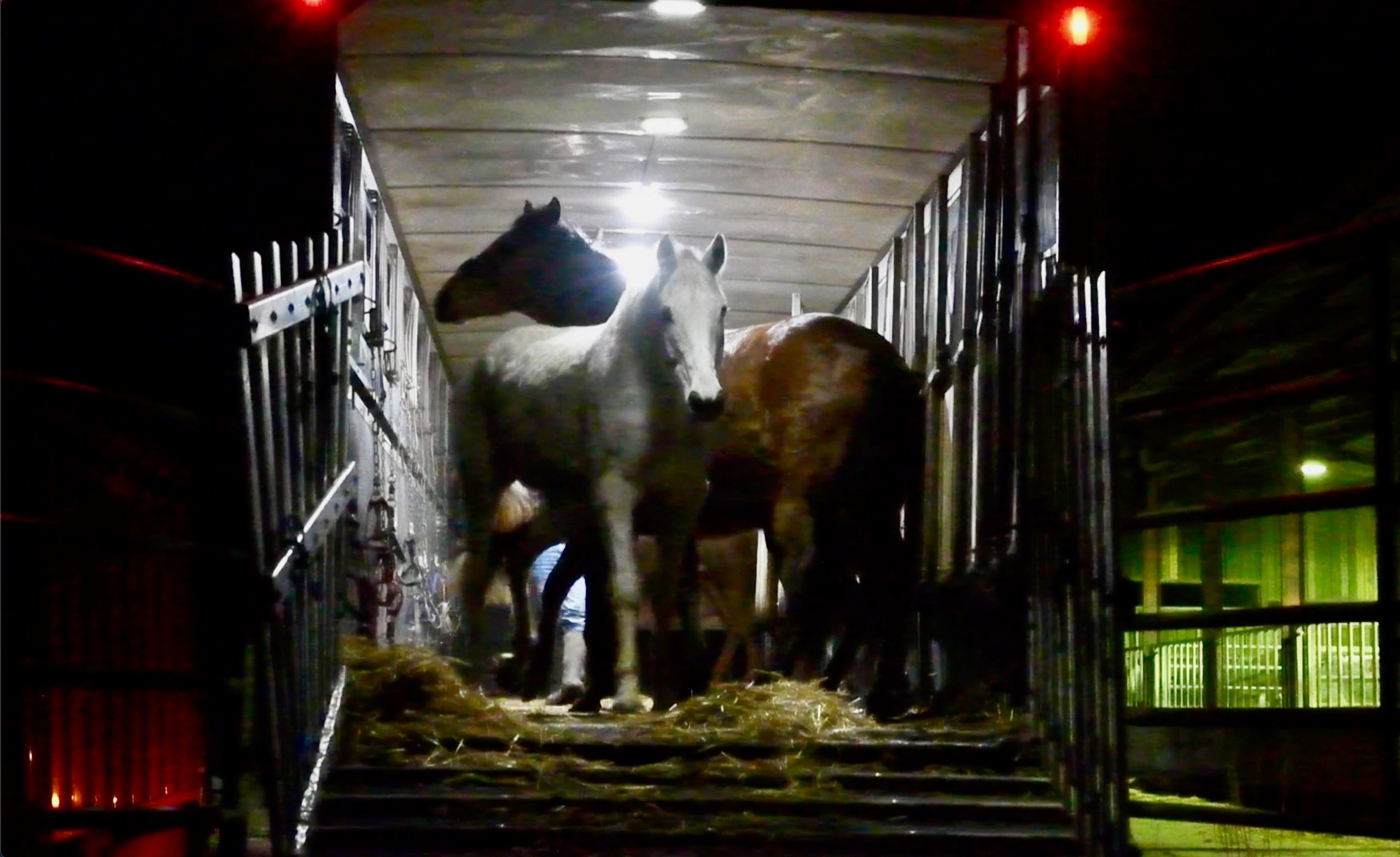 Horses being sent to slaughter - Animal Aid investigation 2019/2020