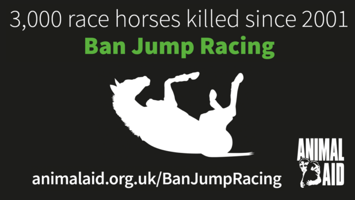 3000 race horses killed since 2001. Ban Jump Racing!
