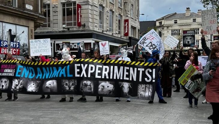 animal testing for medical research uk