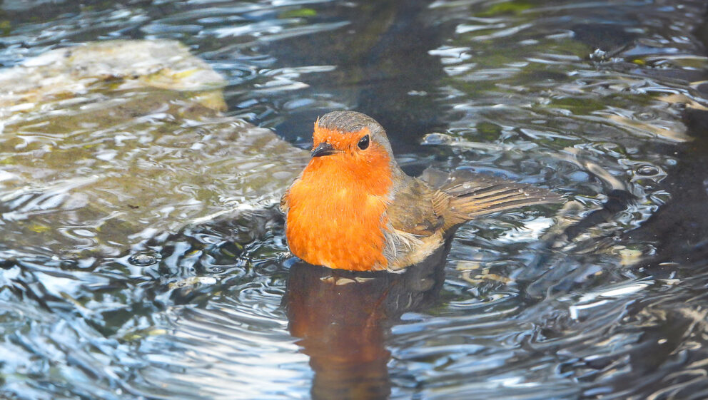 Robin bathing in a pond