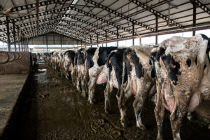 This modern dairy farm in Turkey is a simple, typical example of how cow milk is produced. On this farm, calves are removed from their mothers within 24 hours of birth. Naturally, calves would wean themselves from their mothers at eight to ten months of age. This calf separation practice allows the mothers' milk to be collected and sold for human consumption. Newborn calves live inside individual, tiny pens for the first 15 days before being moved into barns. Calves will never suckle from their mothers and are instead fed manufactured commercial milk powder mixed with water. If the calf is female, she will be exploited for milk like her mother, being artificially inseminated for the first time at 14-15 months old. Male calves here are fattened for slaughter and killed at 12 to 24 months of age. Mother cows are milked three times daily by milking machines. The national average milk yield for Turkish dairy cows is just under 20 litres per day, while, according to industry reports, some large farms average closer to 30 liters of milk per day from each cow. Two months after a cow has given birth, she will be artificially inseminated again, and will give birth nine months later. This cycle continues throughout the cow's life, until she is no longer "productive" - often at only 5 or 6 years old. The natural lifespan of a cow is 20-25 years. Cows on dairy farms will be sent to slaughter prematurely if they become sick or lame, if their milk production diminishes, or if they are no longer able to become pregnant.