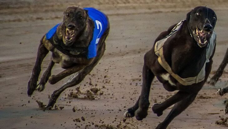 greyhounds race on a track - why this sport should be banned.
