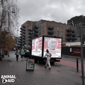 Reindeer digivan advocacy in Ascot