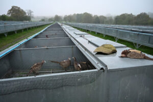  Investigations reveal cruel and oppressive metal raised battery units to confine the parent breeding birds.
