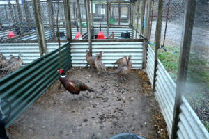  There is no ‘higher welfare’ in this industry – just sad, stressed, injured birds whose lives consist of usage and death.