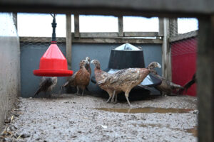  There is no ‘higher welfare’ in this industry – just sad, stressed, injured birds whose lives consist of usage and death.