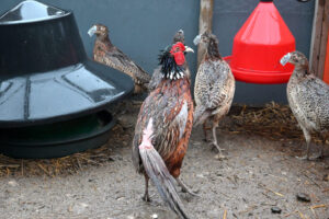  There is no ‘higher welfare’ in this industry – just sad, stressed, injured birds whose lives consist of usage and death.