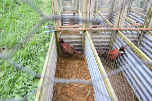  There is no ‘higher welfare’ in this industry – just sad, stressed, injured birds whose lives consist of usage and death.