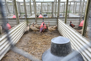  There is no ‘higher welfare’ in this industry – just sad, stressed, injured birds whose lives consist of usage and death.