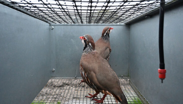 Partridges in a barren cage