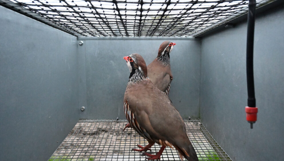 Partridges in a barren cage
