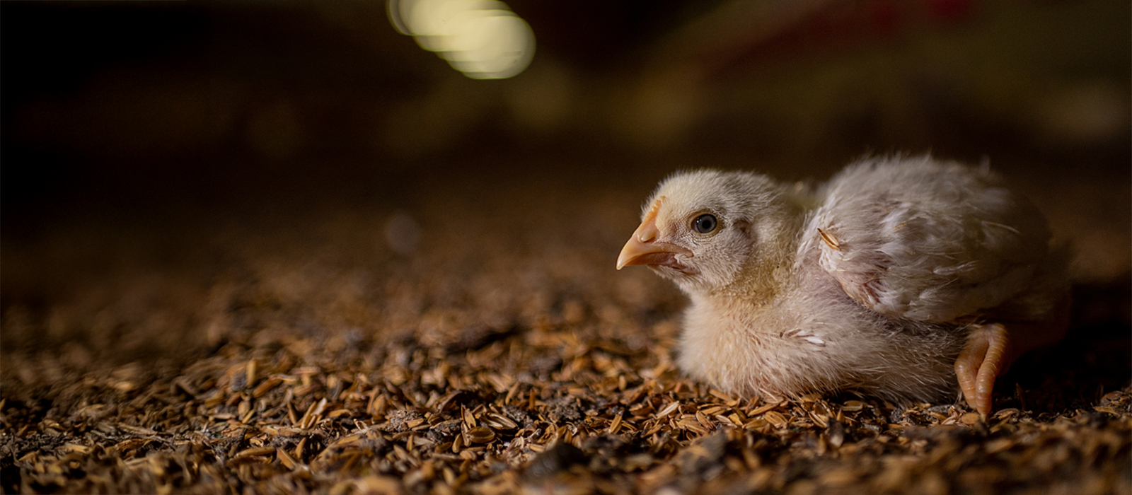 A young chicken lying on the floor of a large barn