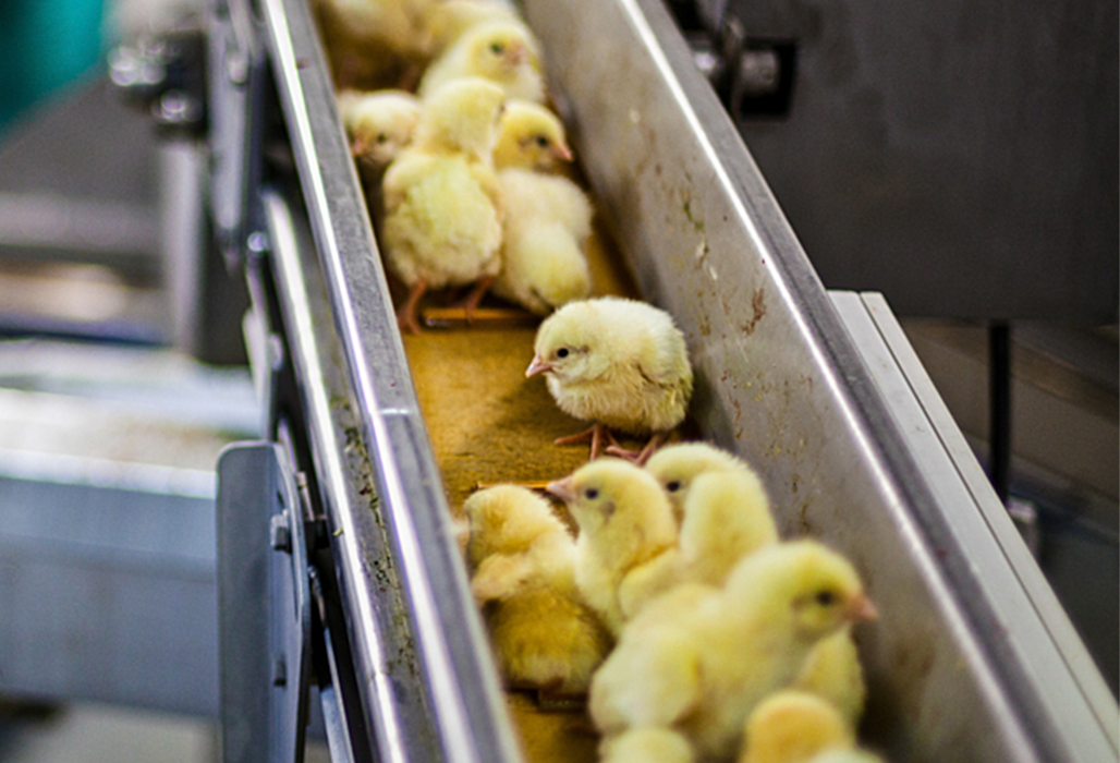 Yellow chicks on a conveyor belt