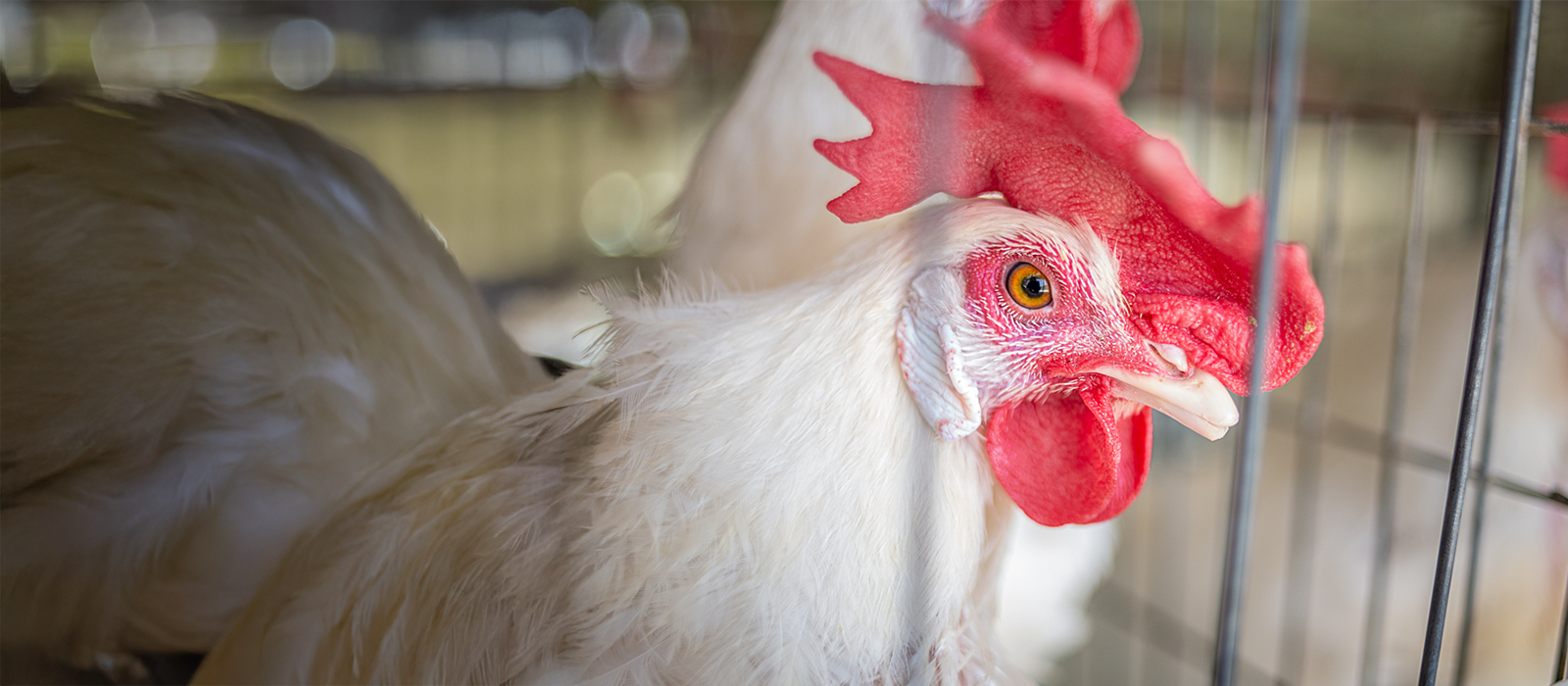 A hen peering through the bars of a cage