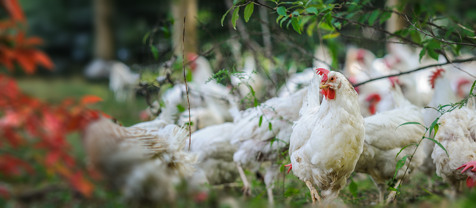 White chicken in long grass