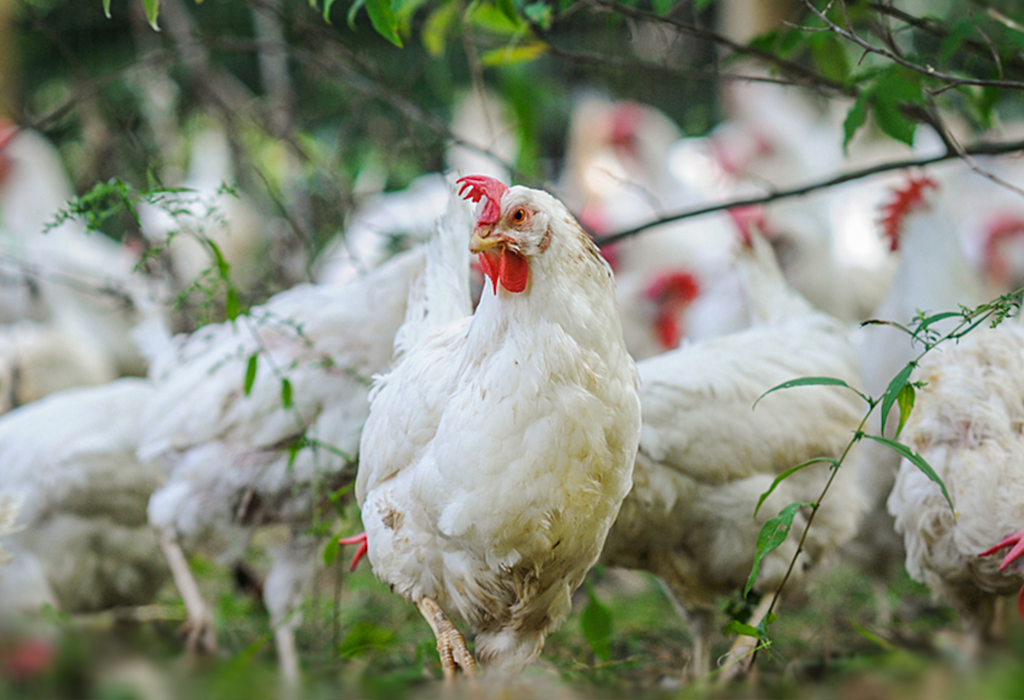 White chicken in long grass