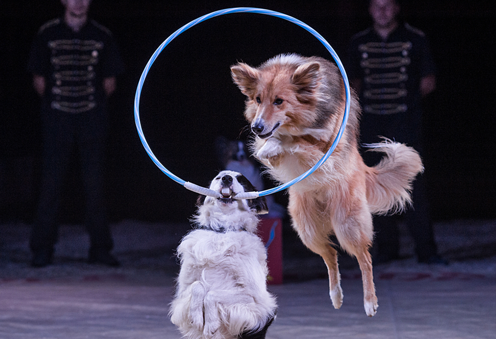 One dog is holding a hula hoop while a second dog jumps through the hoop