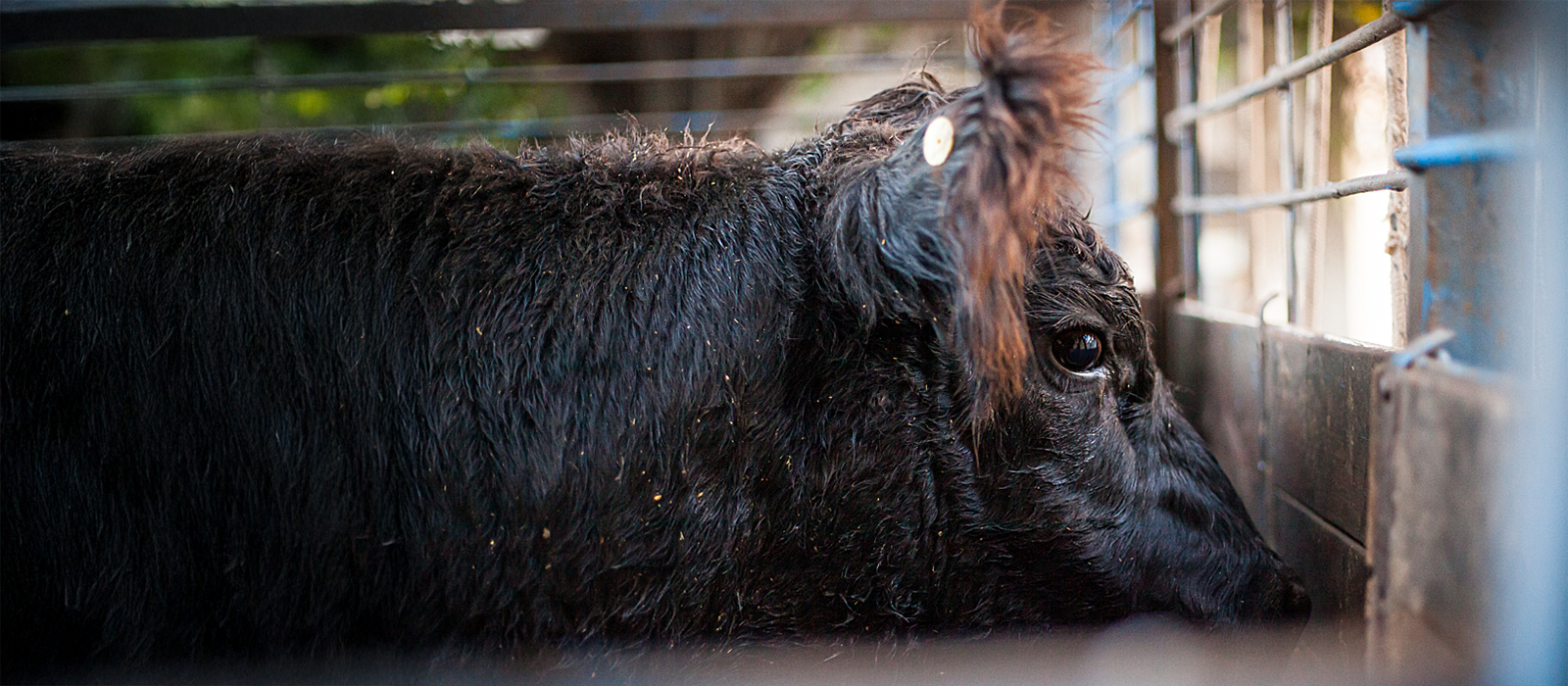 A brown cow peers out of transport vehicle
