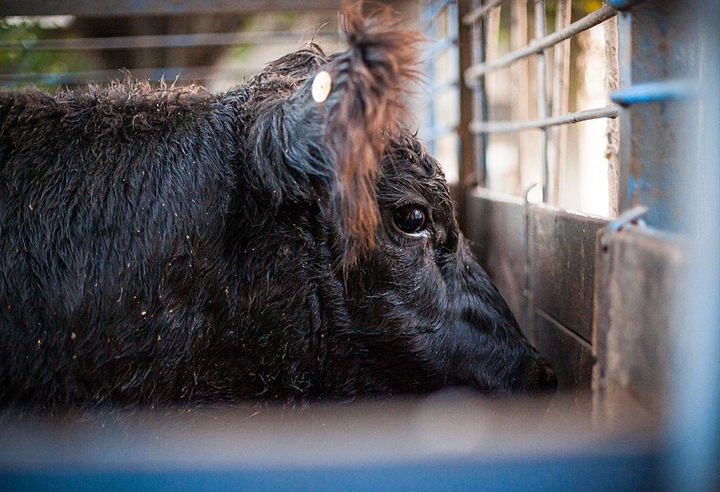 A brown cow peers out of transport vehicle