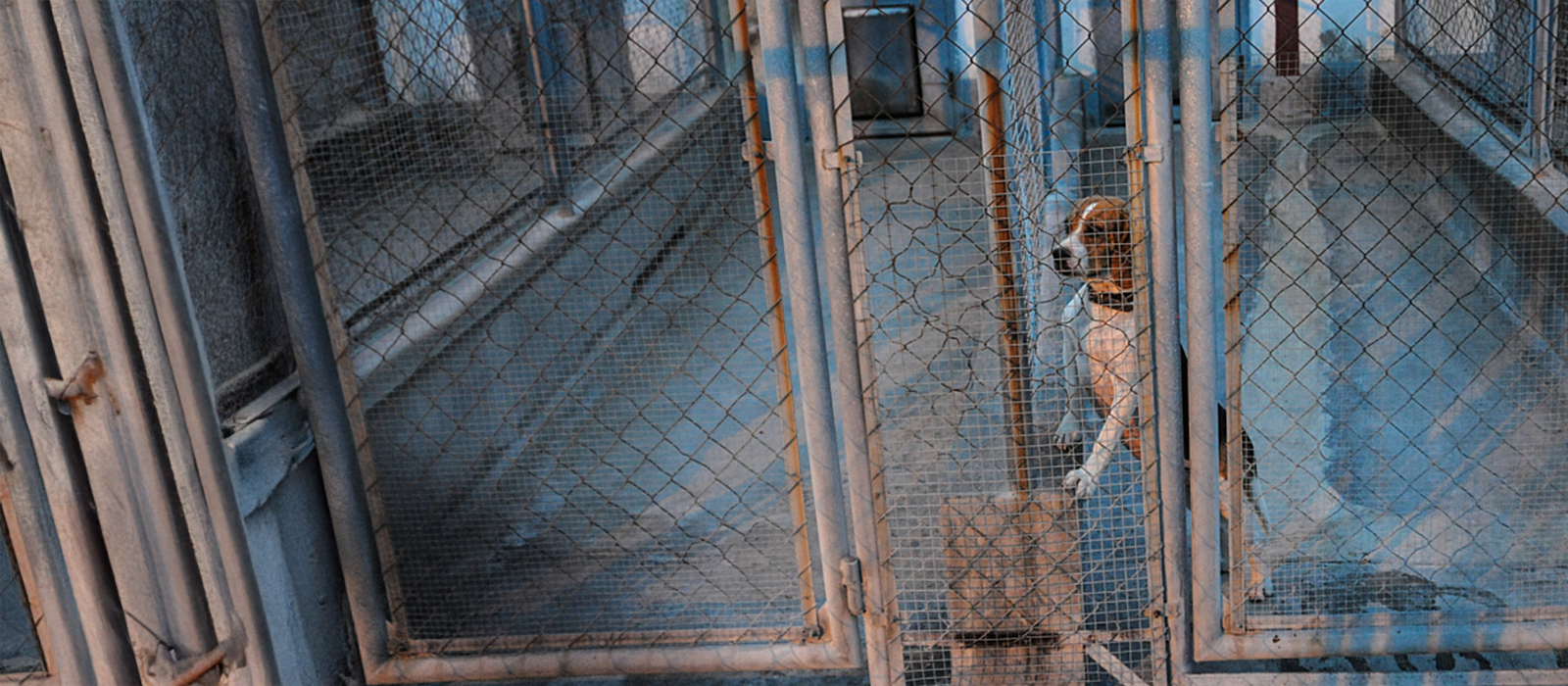 A beagle looks out of their kennel
