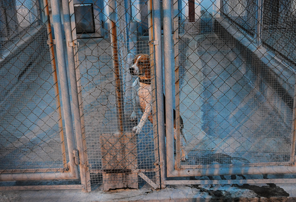 A beagle looks out of their kennel