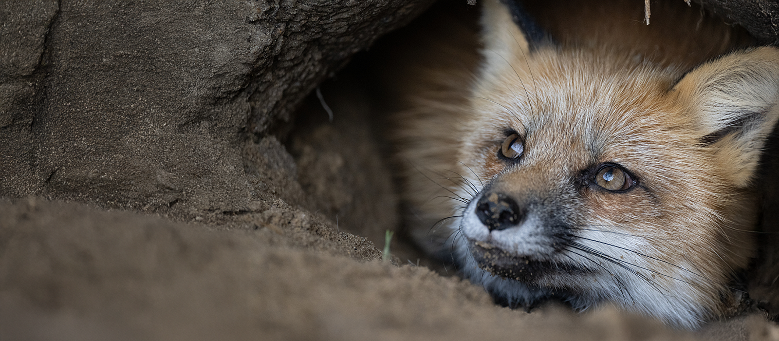 A fox peers out of her den
