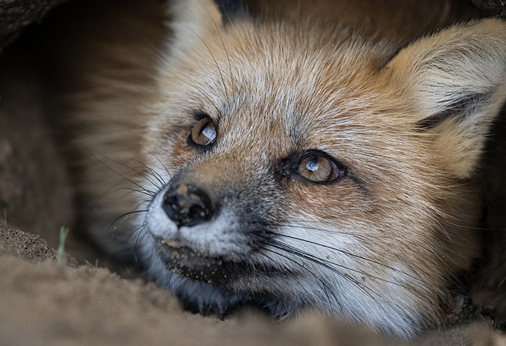A fox peers out of her den