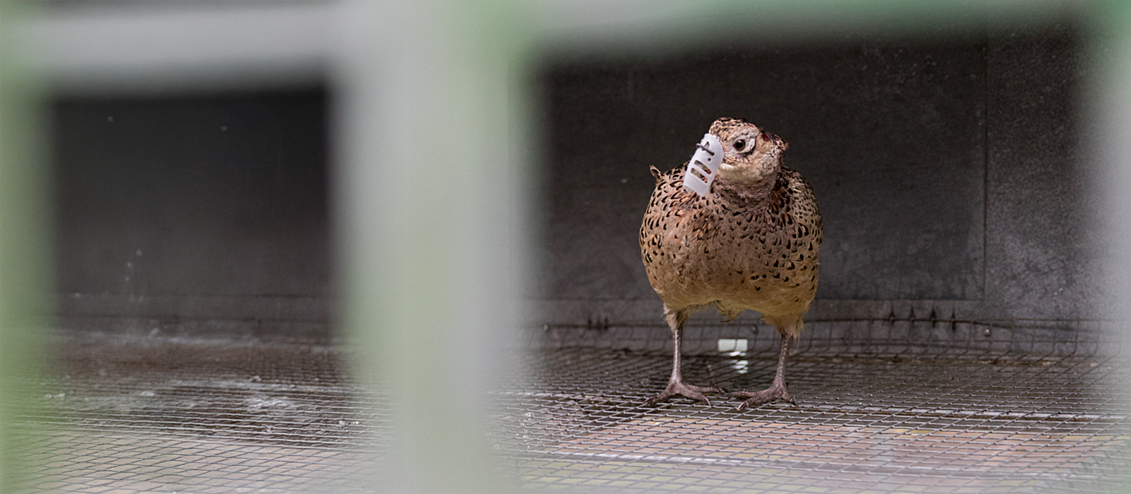 A partridge with a 'bit' on their beak peers out of their cage