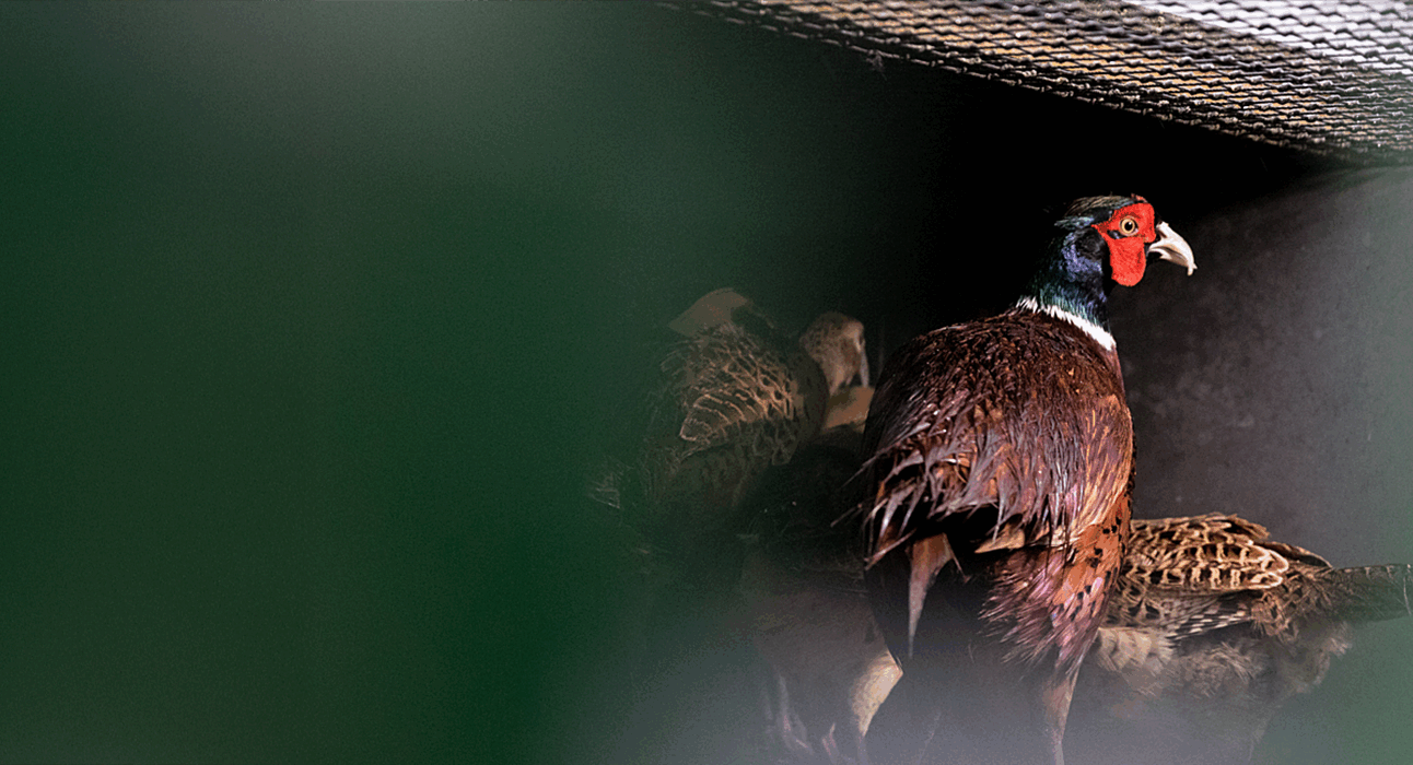 A pheasant in a small cage