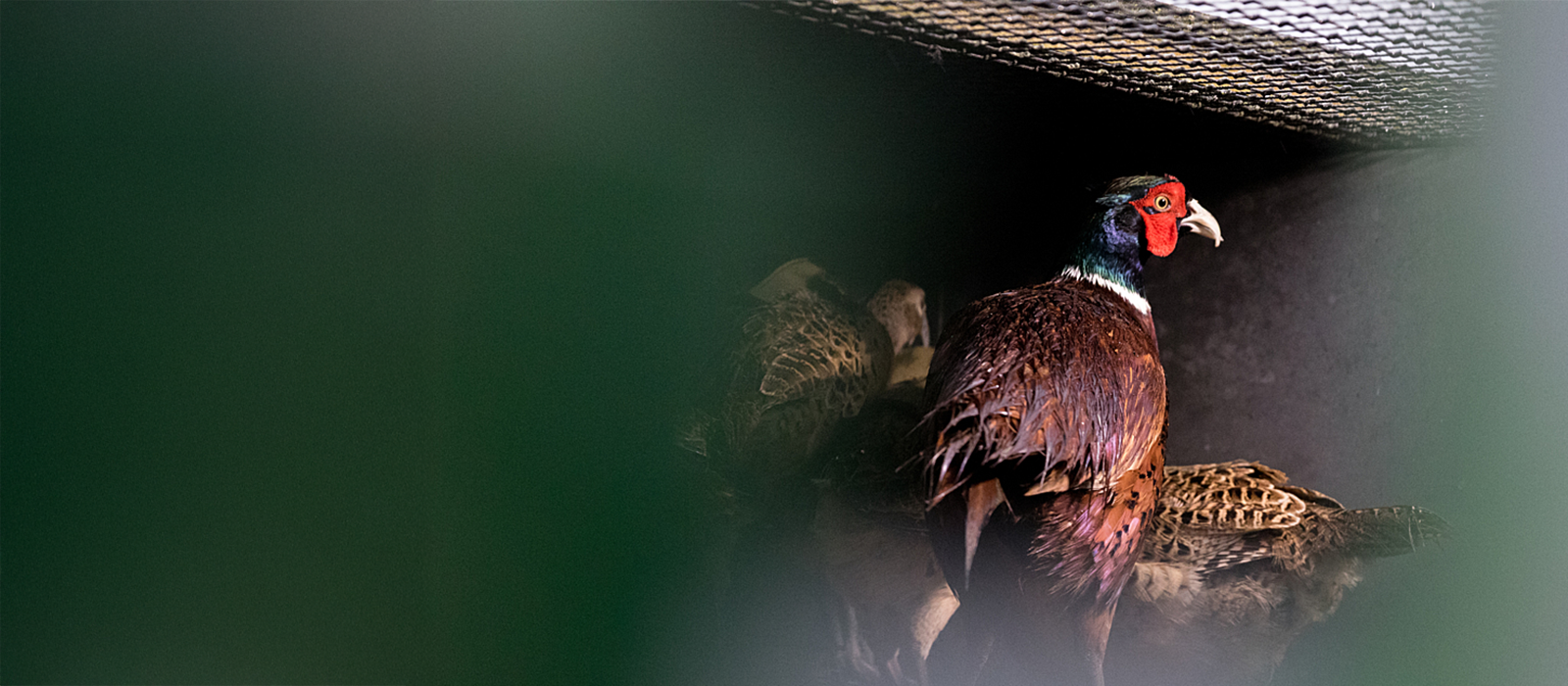 A pheasant in a small cage