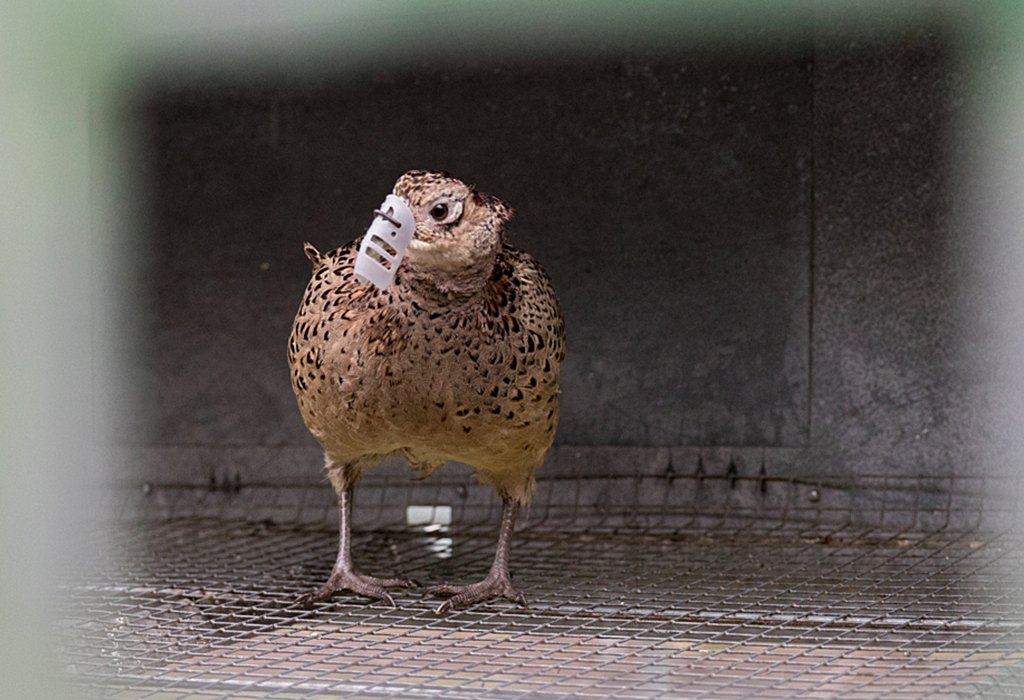 A partridge with a 'bit' on their beak peers out of their cage