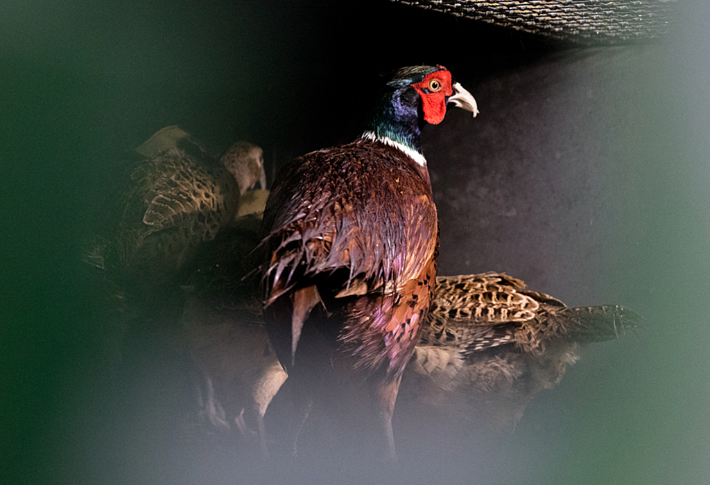 A pheasant in a small cage