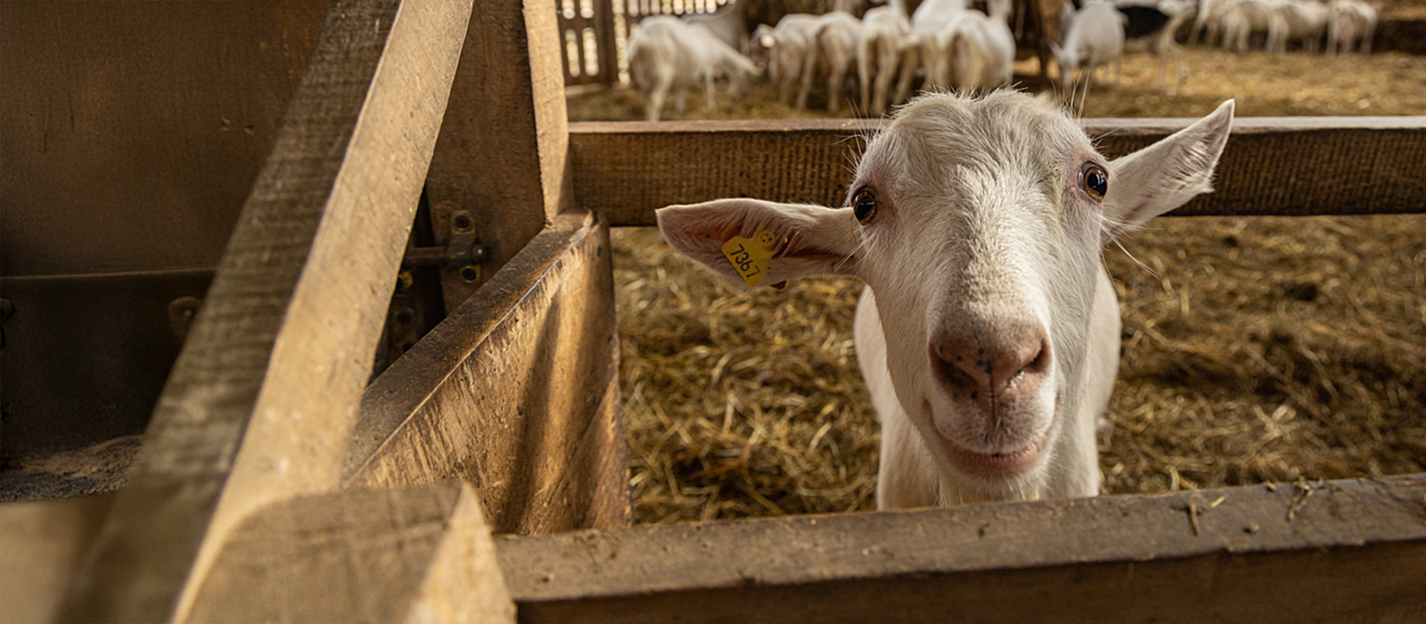A curious goat peeks over gate into the camera