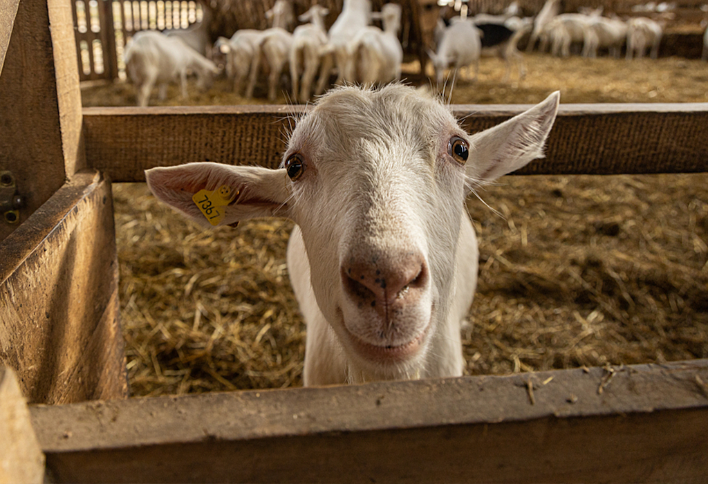 A curious goat peeks over gate into the camera